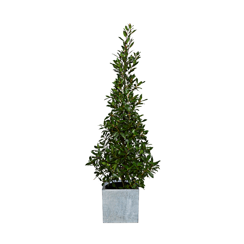 Laurier pyramide H1,75m avec cache-pot en zinc