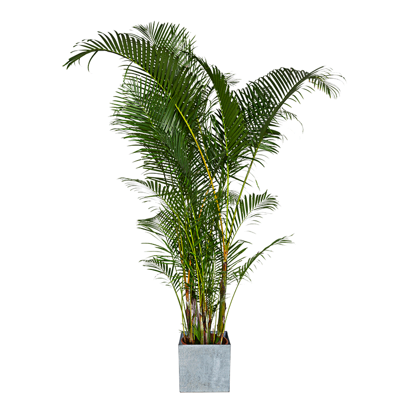 Palmier H1,9m avec cache-pot