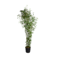 Bambou 1,9 m avec cache-pot en zinc