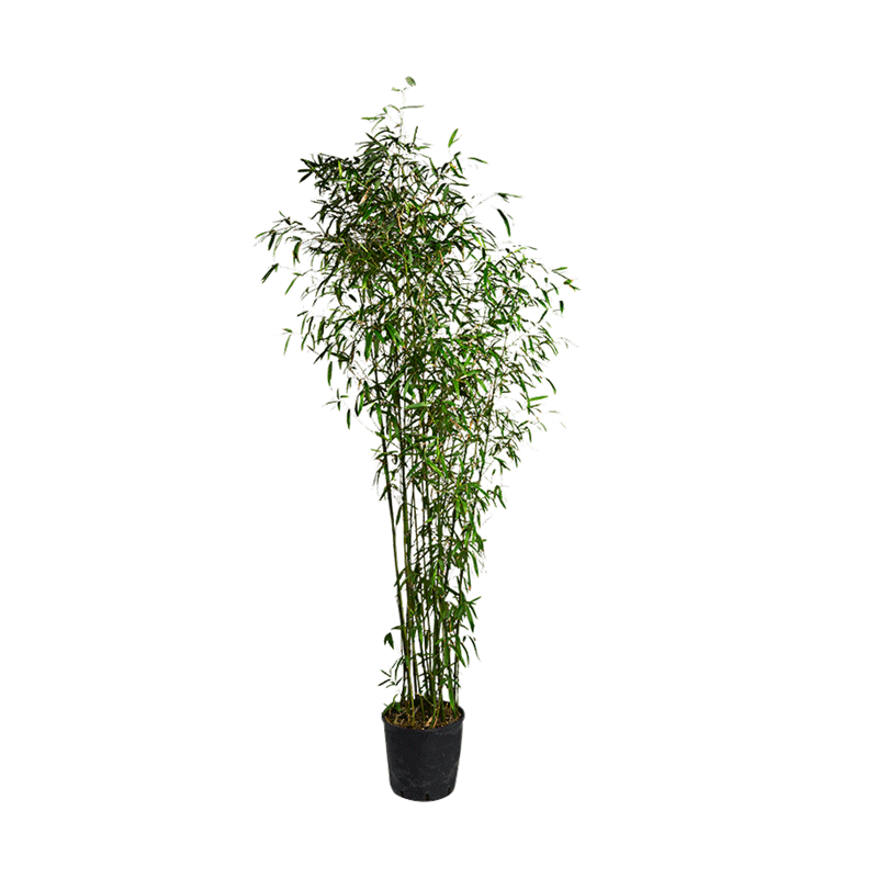 Bambou 1,9 m avec cache-pot en zinc